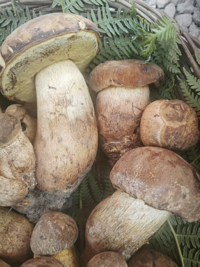 【鲜牛肝菌】不开伞云南昆明牛肝菌土特产产地直销量大从优