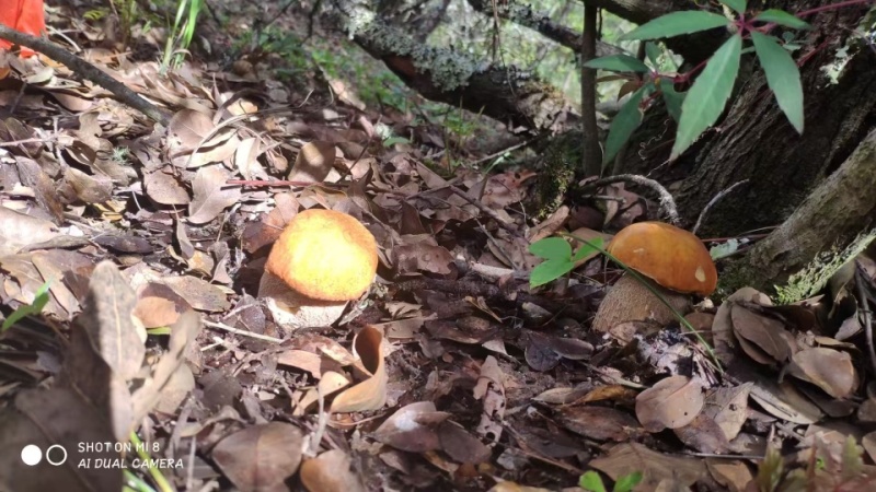 【鲜牛肝菌】不开伞云南昆明牛肝菌土特产产地直销量大从优