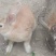 散养兔子和鸽子