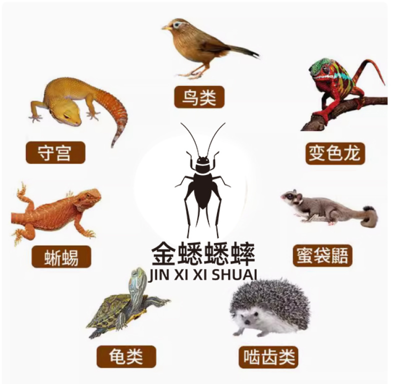 油葫芦蟋蟀\山东菏泽牡丹区\对接全国采购商