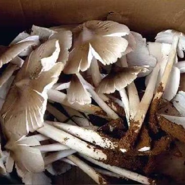 【野生白鸡枞】云南野生白鸡枞自带天然入口脆嫩品质保障