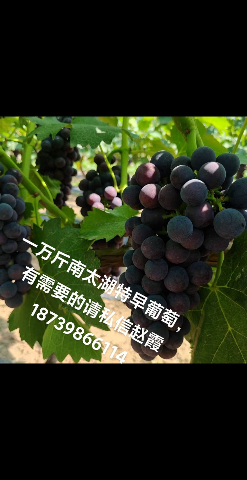 南太湖特早葡萄货源充足，早熟葡萄，颜色漂亮，口感爽甜美味