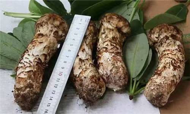 【野生白鸡枞】云南野生白鸡枞自带天然入口脆嫩品质保障
