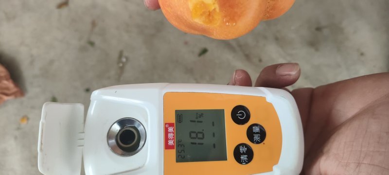 油蟠桃，产地直供大量有货全国发货，一条龙服务