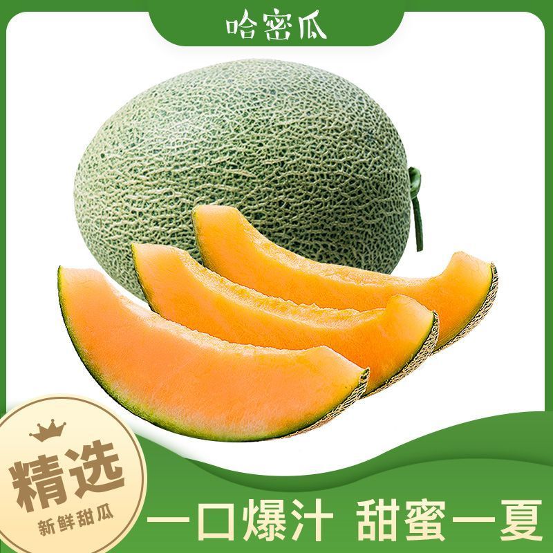 山东哓蜜25哈密瓜网纹瓜专业对接电商多多买菜