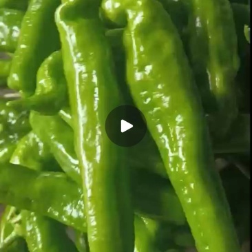 精品薄皮大椒