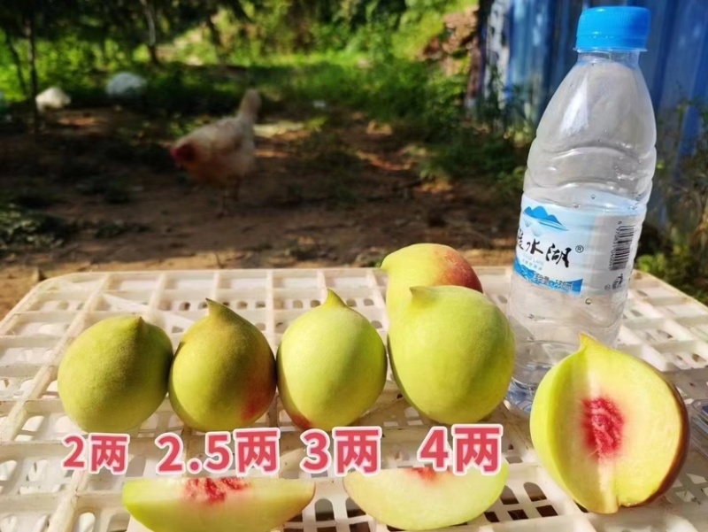 微商，电商，商超一件代发