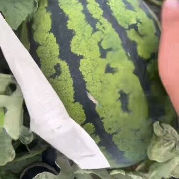 西瓜，甜王西瓜