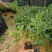 精品马鞭草基地供应量大质优一手货源欢迎电联咨询