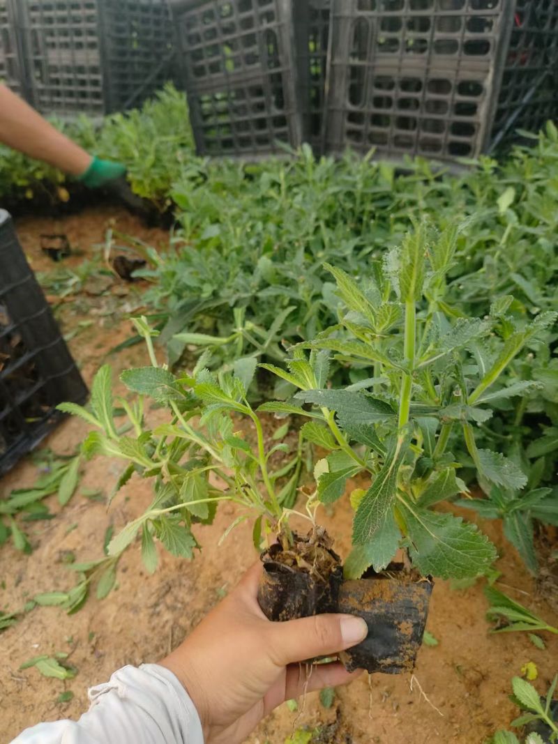 精品马鞭草基地供应量大质优一手货源欢迎电联咨询