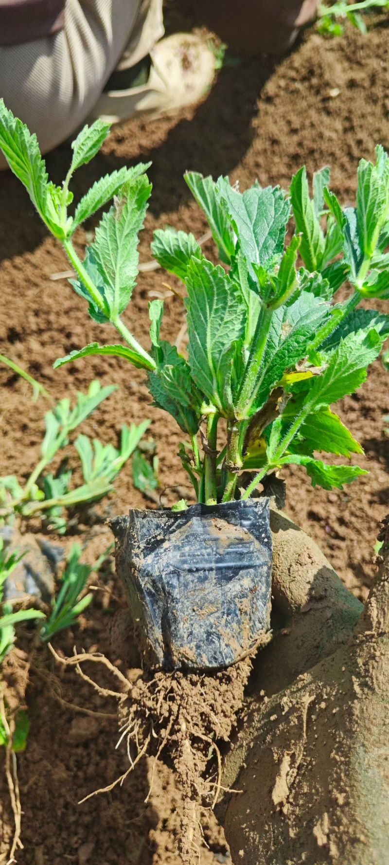 精品马鞭草基地供应量大质优一手货源欢迎电联咨询
