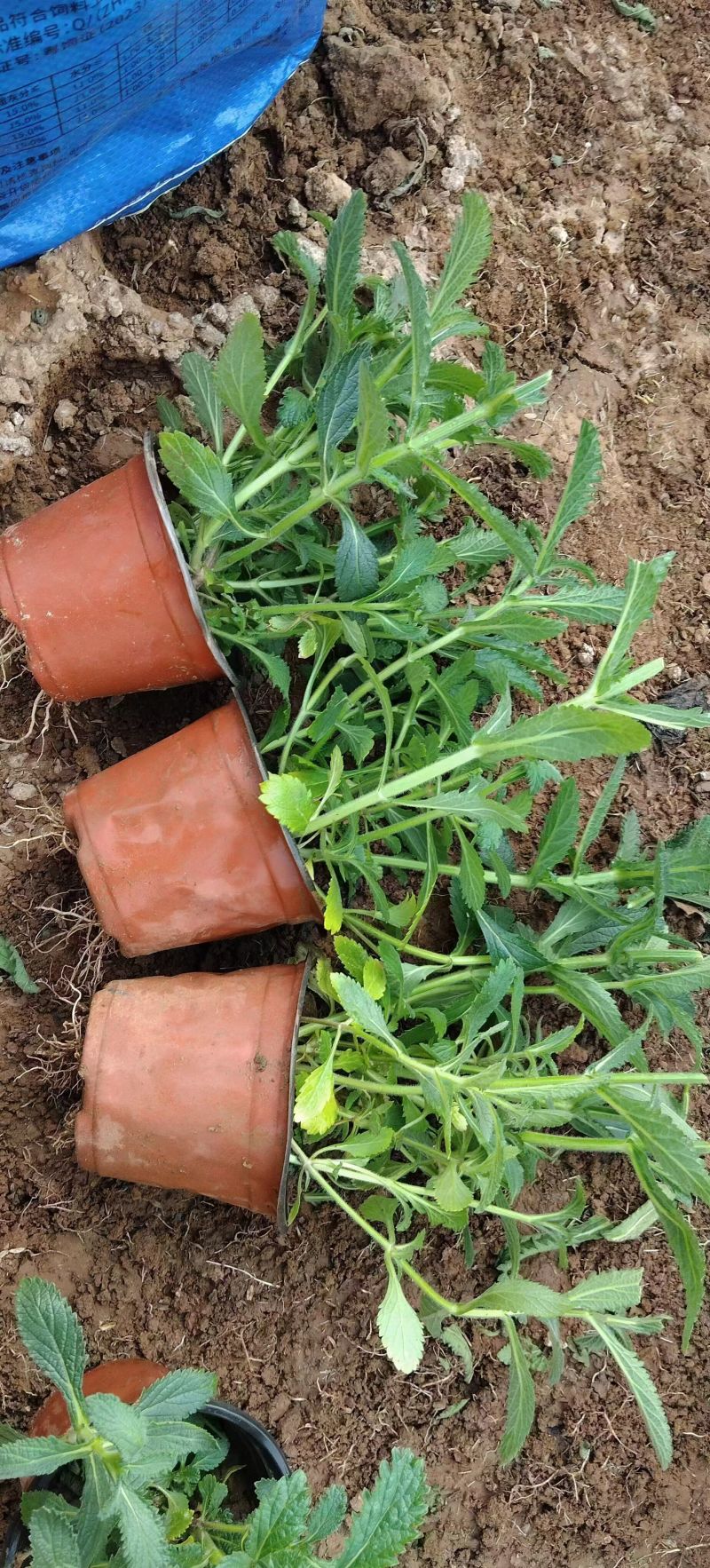 精品马鞭草基地供应量大质优一手货源欢迎电联咨询