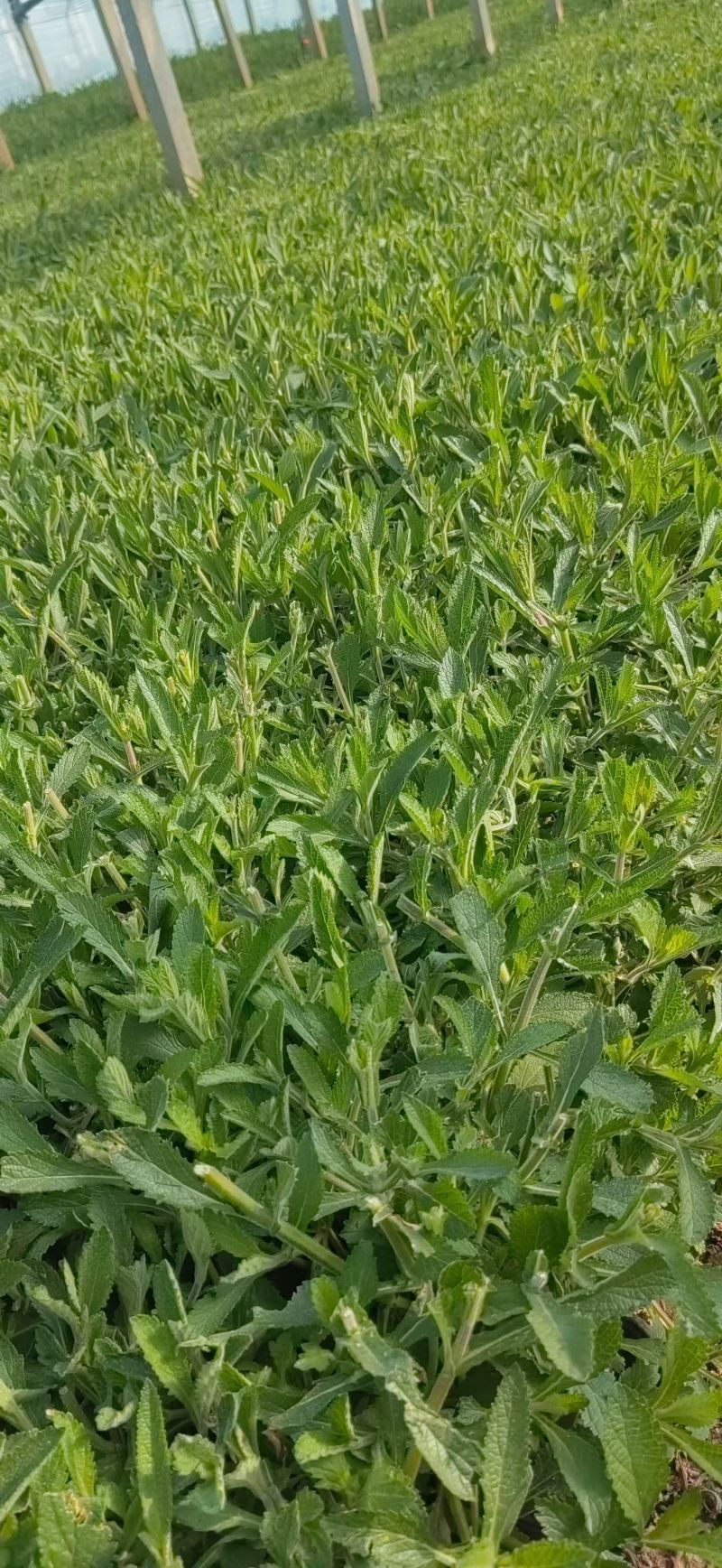 精品马鞭草基地供应量大质优一手货源欢迎电联咨询
