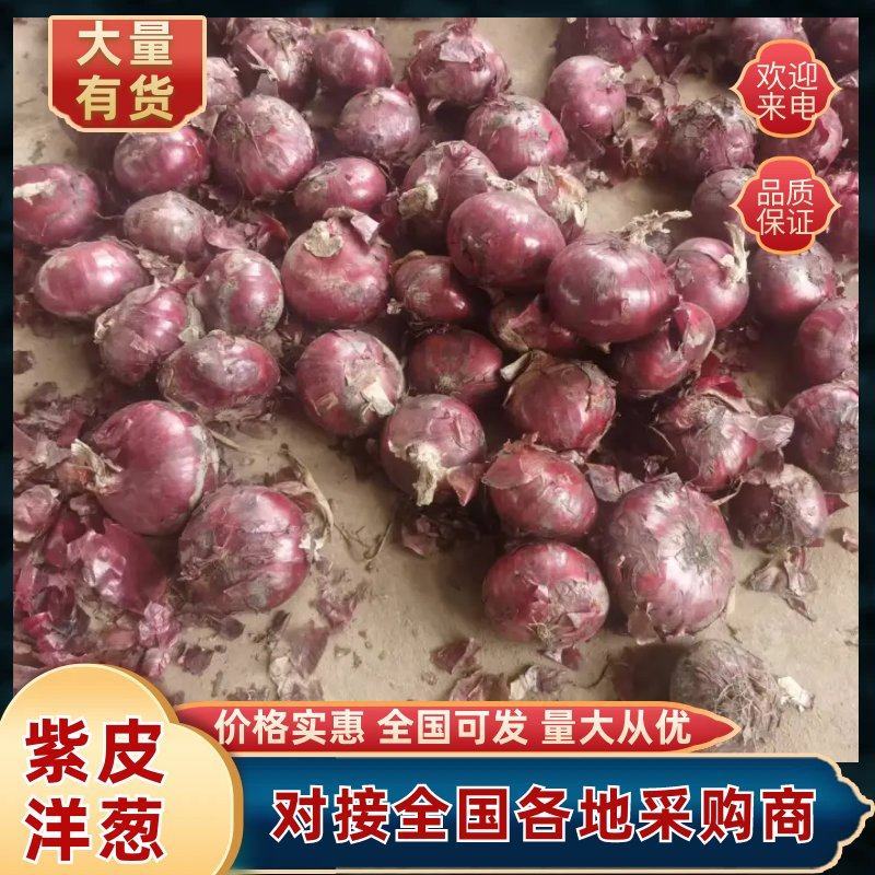 紫皮洋葱山东洋葱（一手货源）品质保证，欢迎电联洽谈