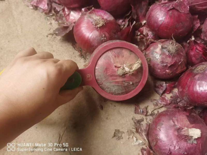 紫皮洋葱山东洋葱（一手货源）品质保证，欢迎电联洽谈