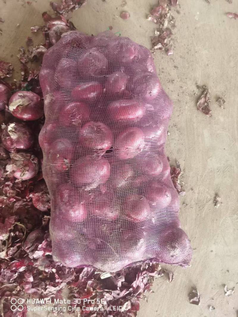 紫皮洋葱山东洋葱（一手货源）品质保证，欢迎电联洽谈