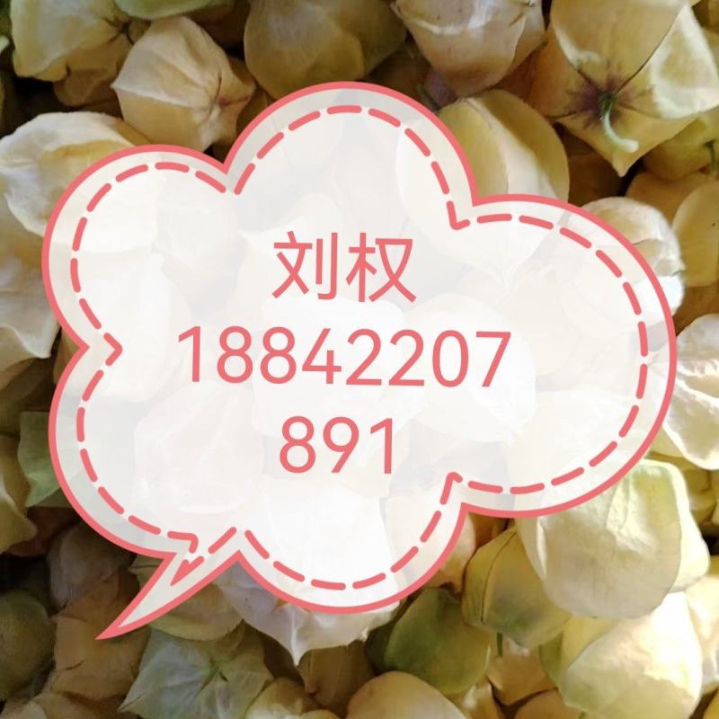 洋菇娘