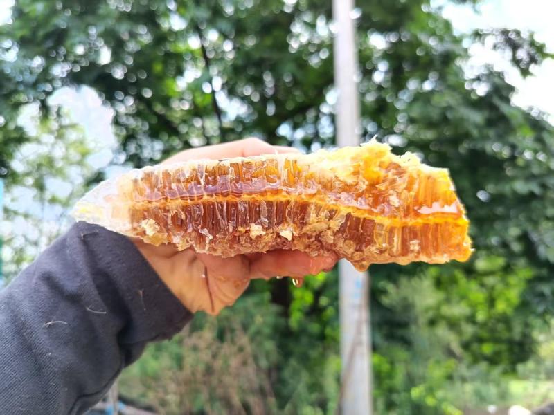 云南土蜂蜜农户散养木桶蜂蜜纯手工制作，寻找有实力的采购商