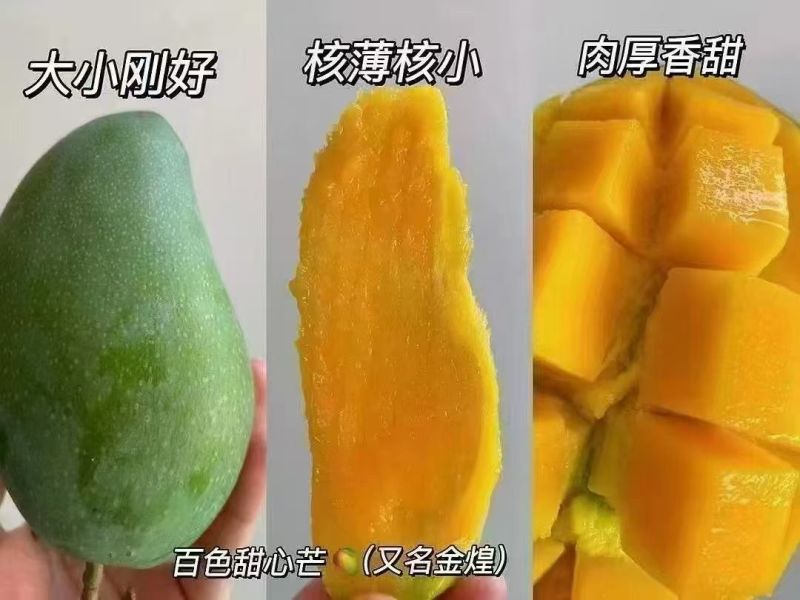 百色田东台农芒果