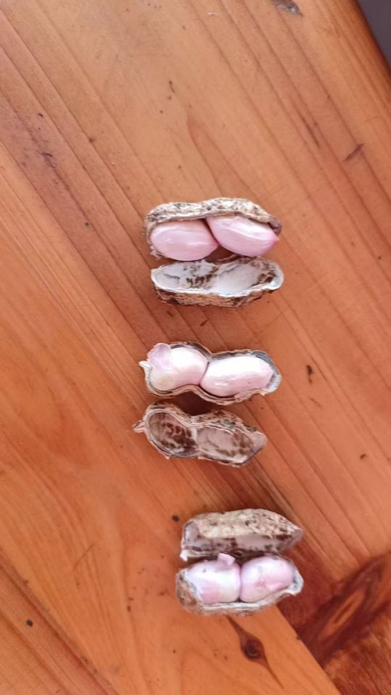 精选鲜花生广东花生颗粒饱满口感好当季鲜货保质保量欢迎电联