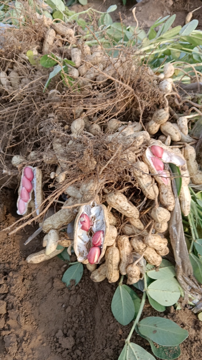 四立红，龙九红薯，已成熟上市