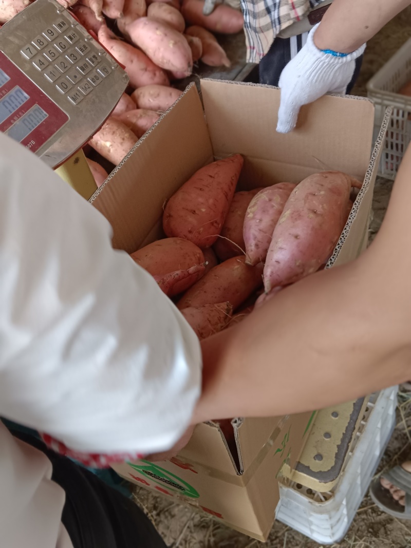 四立红，龙九红薯，已成熟上市