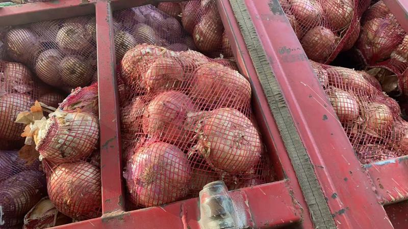 【热卖推荐】精品洋葱一手货源产地直销可视频看货