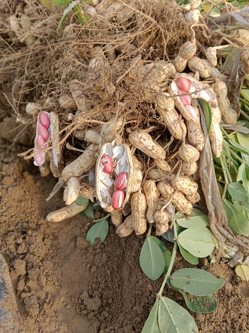四立红，龙九红薯，已成熟上市
