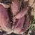 济薯26红薯大量上货保质保量基地直发量大价优欢迎电联