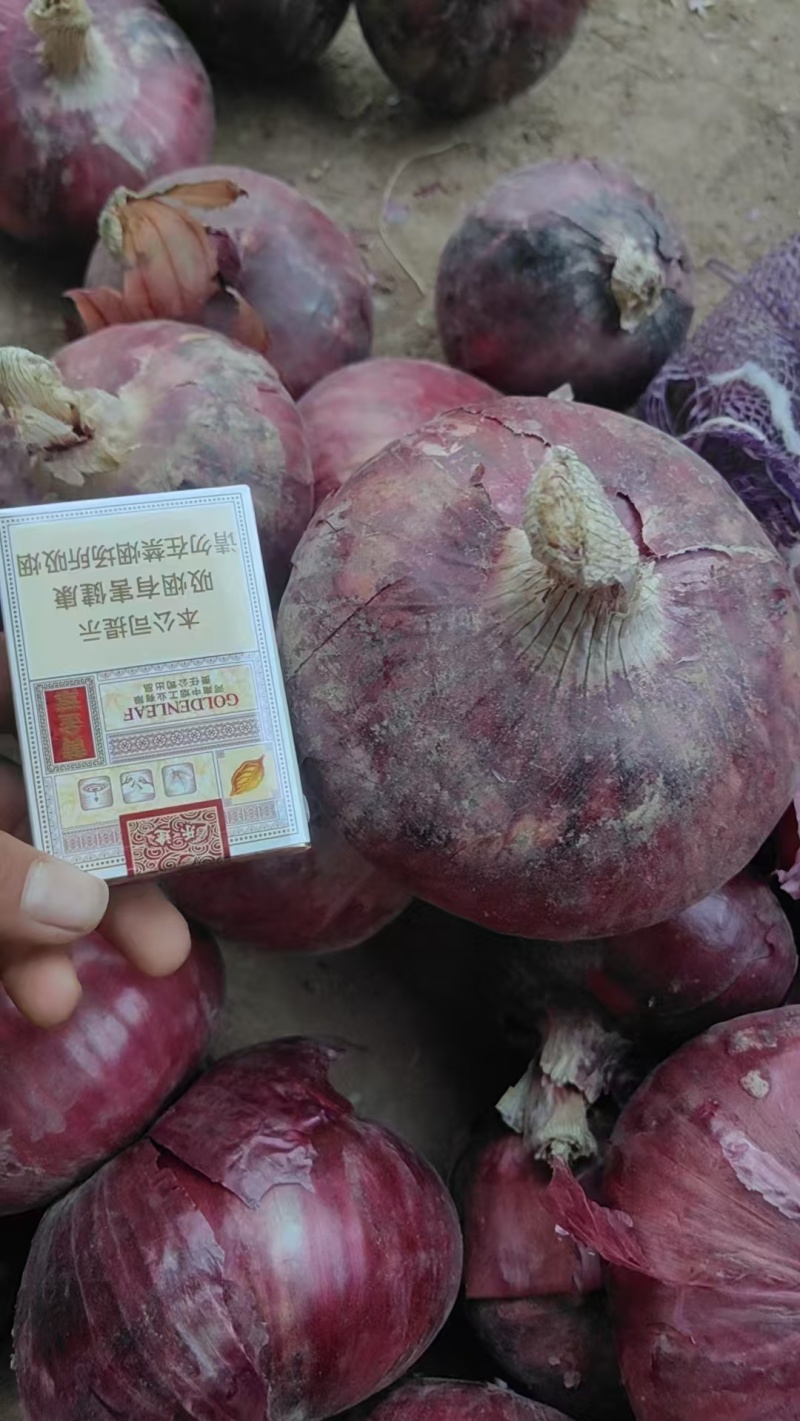 【实力推荐】精品二红洋葱一手货源批发价量大从优