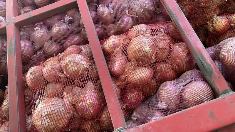 【实力推荐】精品二红洋葱一手货源批发价量大从优
