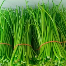 红薯梗新鲜红薯梗现摘现发口感好凉拌炒菜品质保障欢迎电联