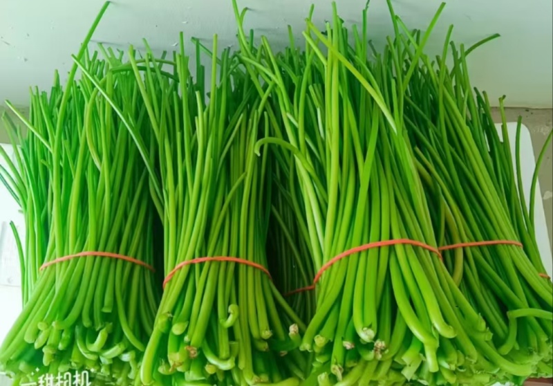 红薯梗新鲜红薯梗现摘现发口感好凉拌炒菜品质保障欢迎电联