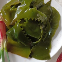 海带花边规格齐全产地直发量大优惠