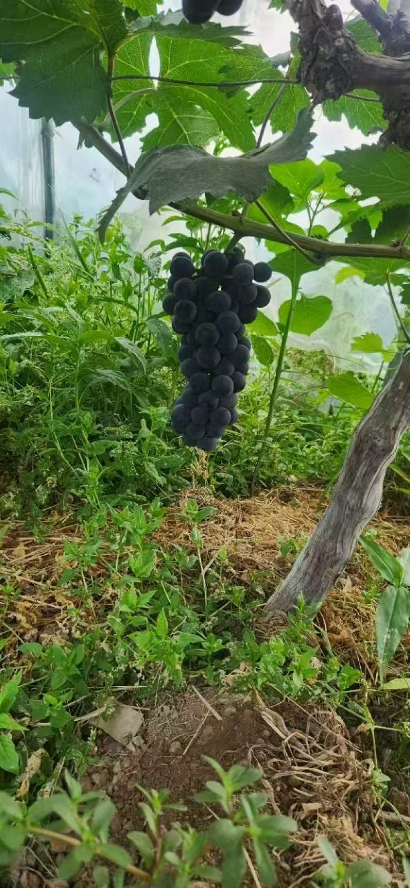 鄠邑区大棚早丰葡萄口感甜需要的老板快下手