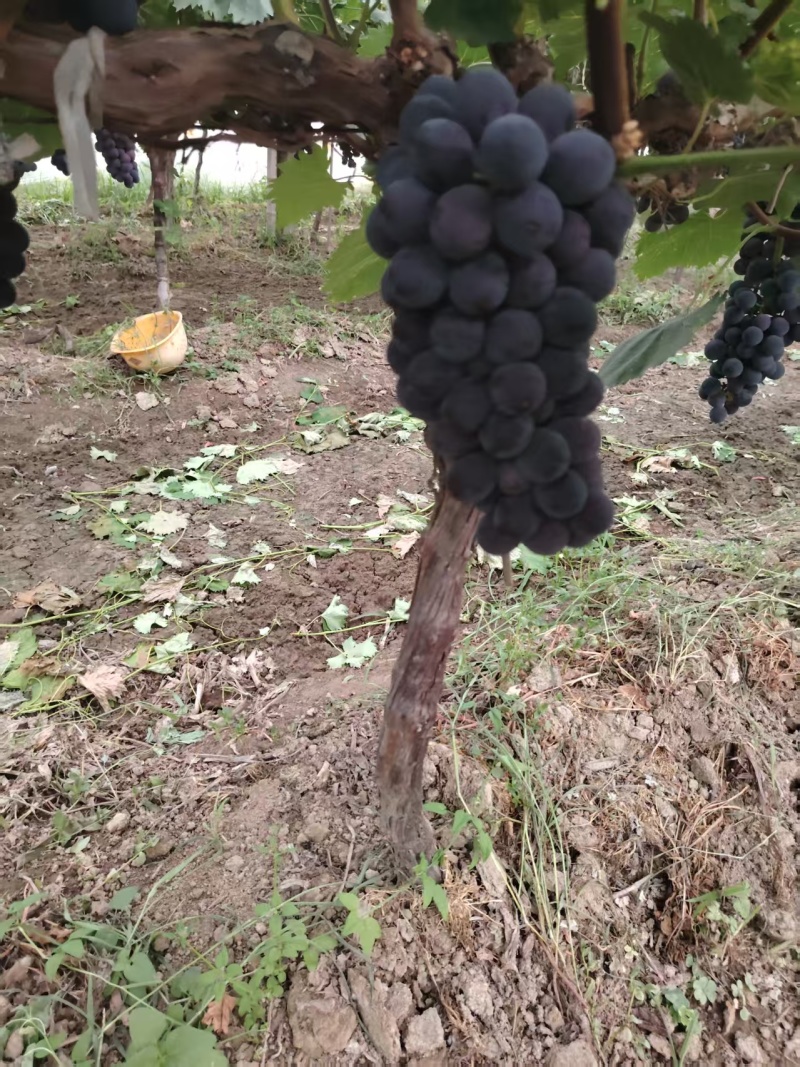 鄠邑区大棚早丰葡萄口感甜需要的老板快下手