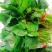 红薯梗新鲜红薯梗现摘现发口感好凉拌炒菜品质保障欢迎电联