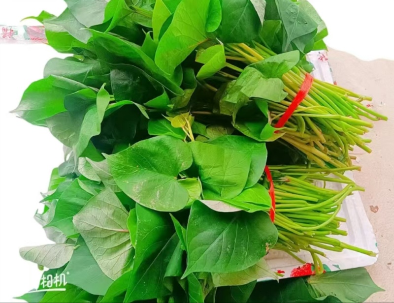 红薯梗新鲜红薯梗现摘现发口感好凉拌炒菜品质保障欢迎电联