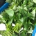 红薯梗新鲜红薯梗现摘现发口感好凉拌炒菜品质保障欢迎电联
