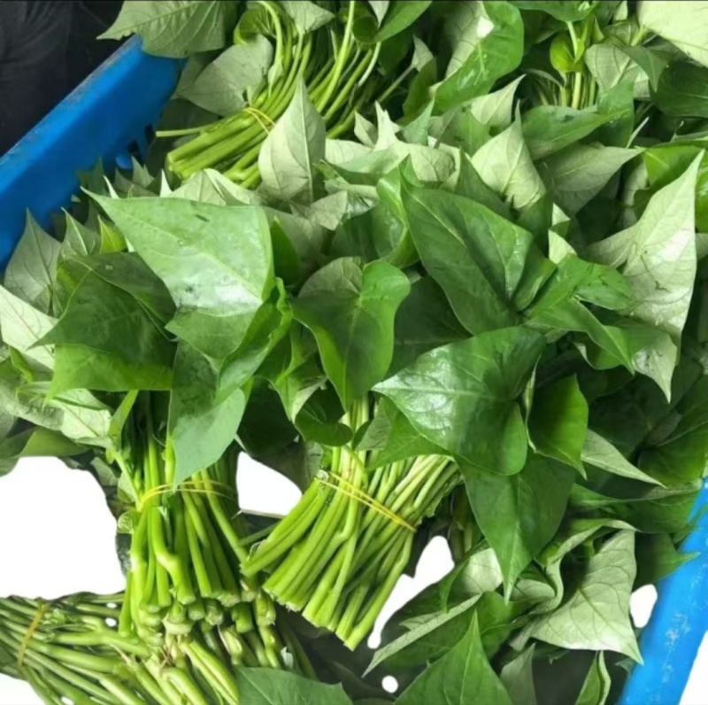 红薯梗新鲜红薯梗现摘现发口感好凉拌炒菜品质保障欢迎电联