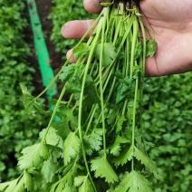香菜大叶香菜吉林香菜现摘现发价格实惠博越市场发货可拼车