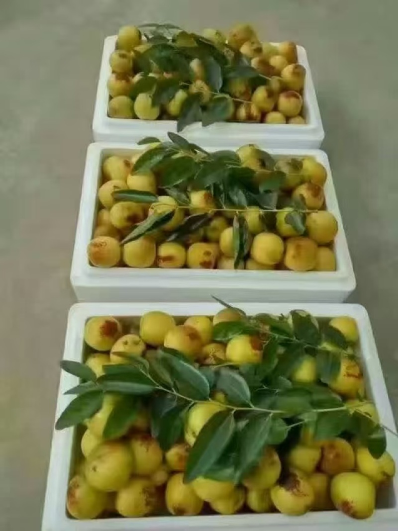 《大荔冬枣》陕西基地直发对接商超团购电商一条龙服务一件代