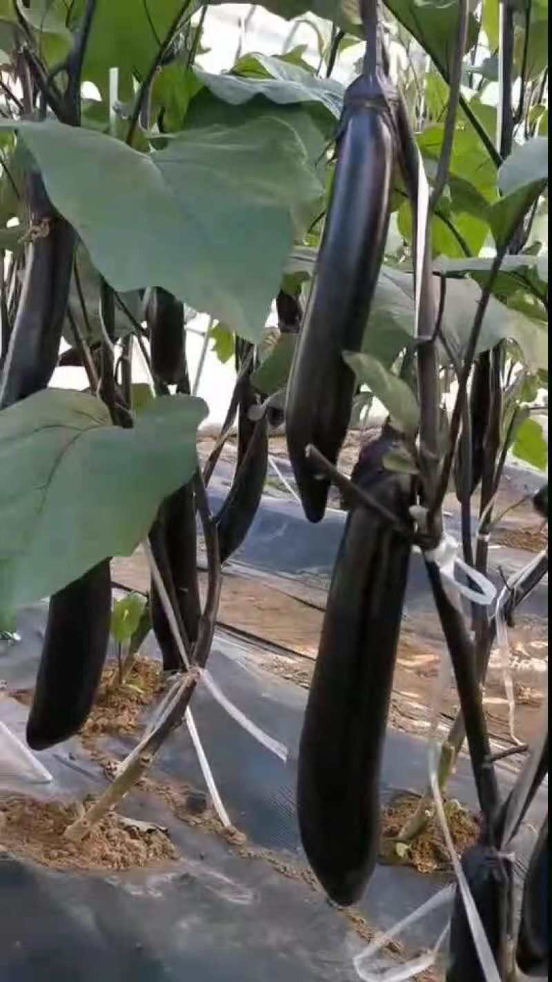 长茄子紫色长茄子品相好价格实惠现摘现发博跃市场发货可拼车