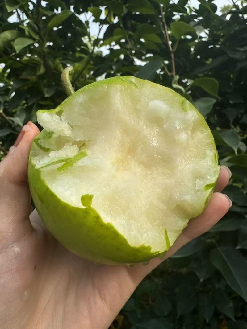 苏翠一号，口感极佳，大量供应。