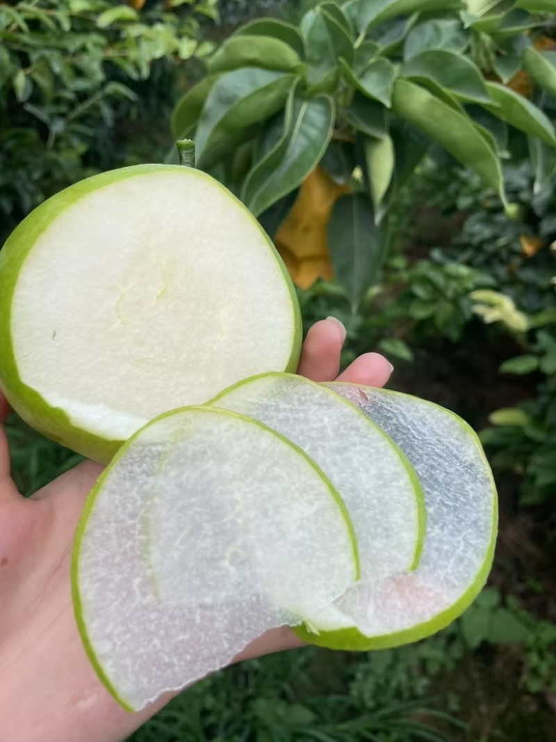 苏翠一号，口感极佳，大量供应。
