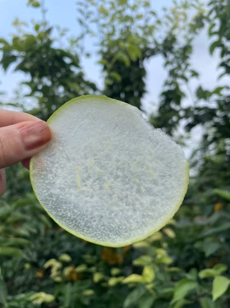 苏翠一号，口感极佳，大量供应。