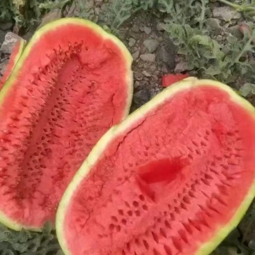 宁夏石头硒砂瓜