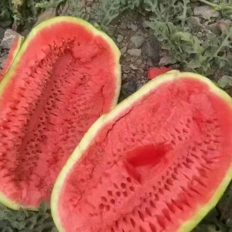 宁夏石头硒砂瓜