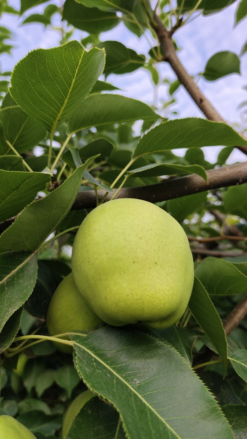 蒲城早熟梨，青皮梨，大量上市