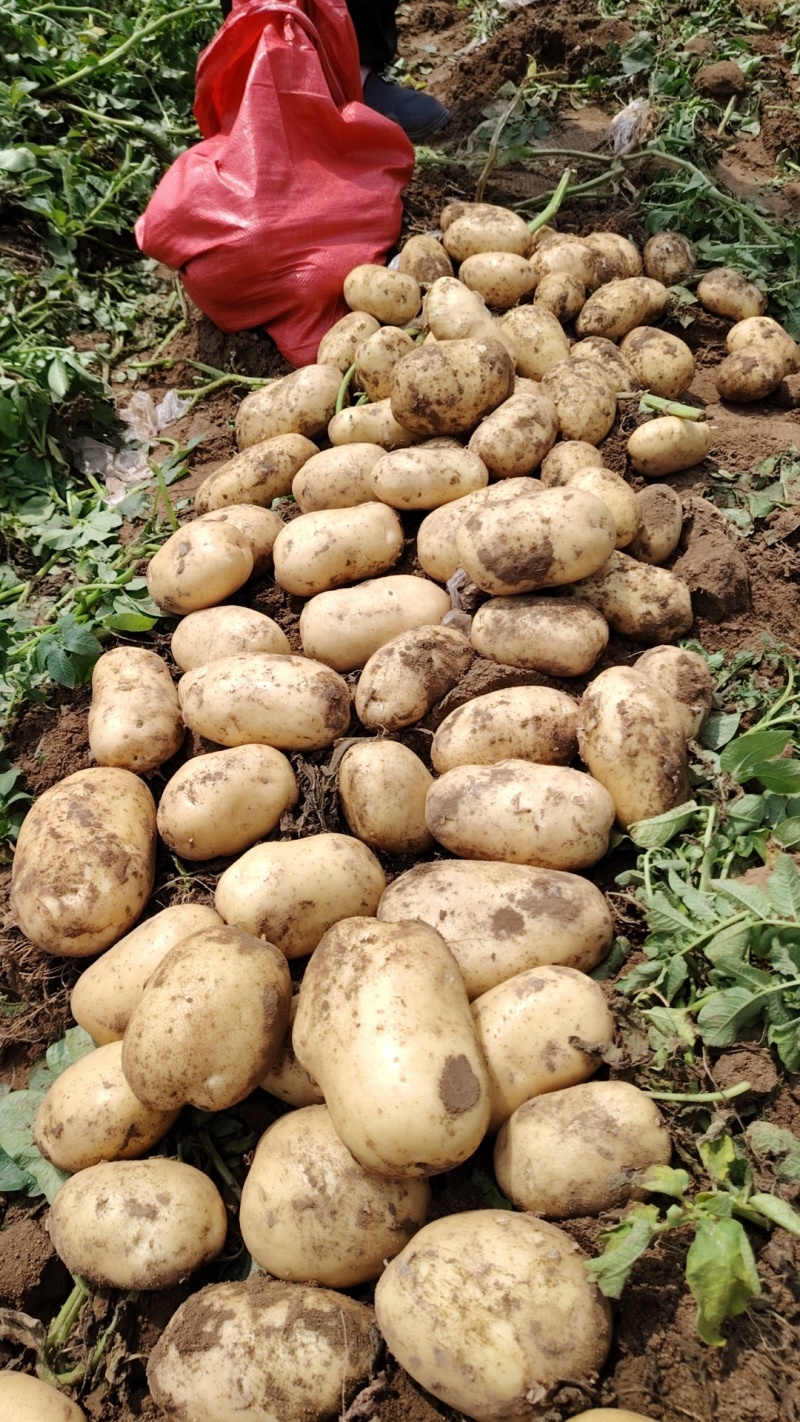 土豆黄心土豆大量上市适合市场商超产地直发